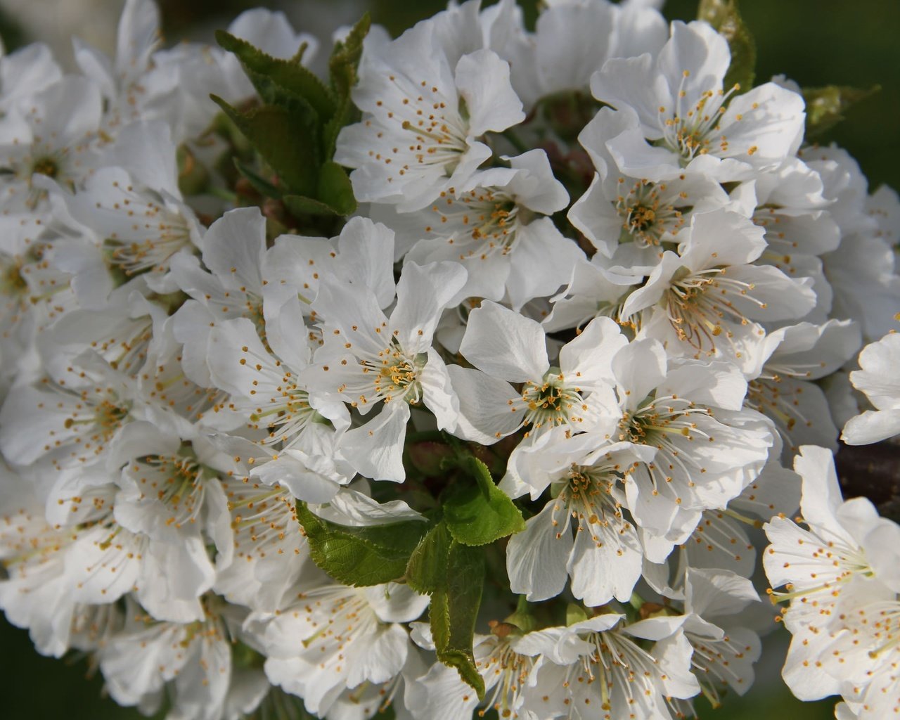 Обои цветы, ветка, цветение, листья, черешня, весна, flowers, branch, flowering, leaves, cherry, spring разрешение 2048x1365 Загрузить