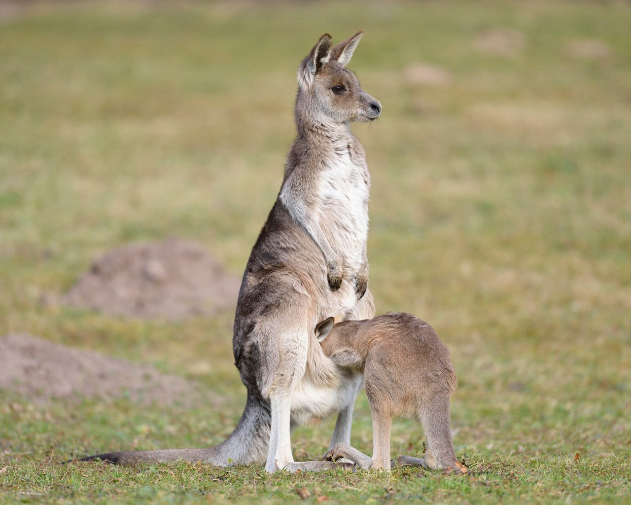 Обои трава, животные, кенгуру, детеныш, grass, animals, kangaroo, cub разрешение 1920x1200 Загрузить