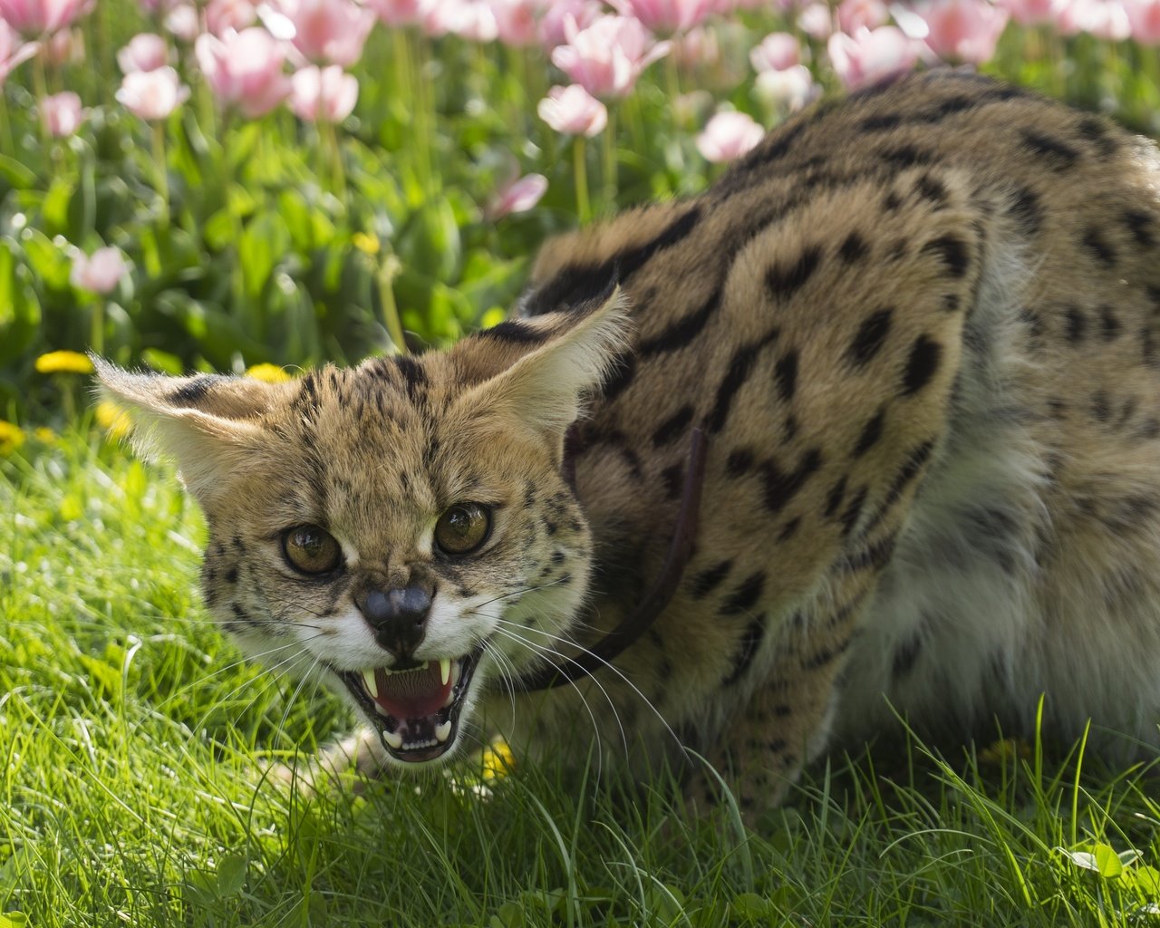 Обои цветы, трава, лето, кошка, клыки, оскал, сервал, leptailurus serval, flowers, grass, summer, cat, fangs, grin, serval разрешение 3601x2400 Загрузить