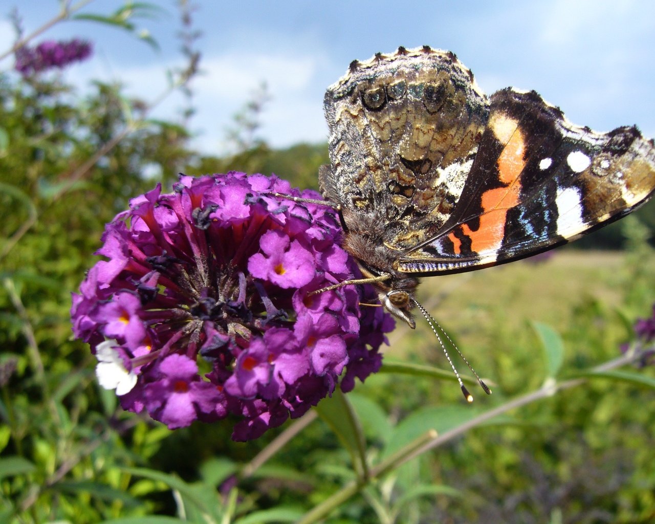 Обои насекомое, цветок, бабочка, крылья, адмирал, будлея, insect, flower, butterfly, wings, admiral разрешение 2816x2112 Загрузить