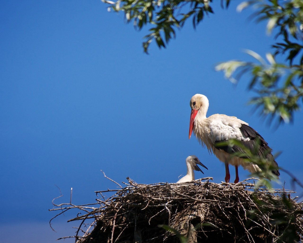 Обои небо, птенец, ветки, птицы, аист, гнездо, the sky, chick, branches, birds, stork, socket разрешение 2048x1367 Загрузить