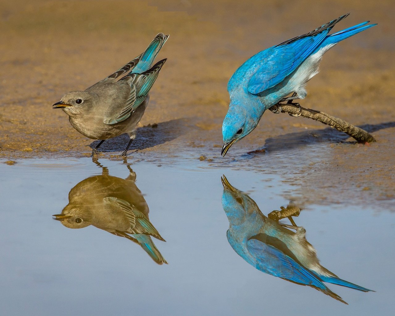 Обои отражение, птицы, клюв, пара, перья, голубая сиалия, reflection, birds, beak, pair, feathers, blue sialia разрешение 2048x1365 Загрузить