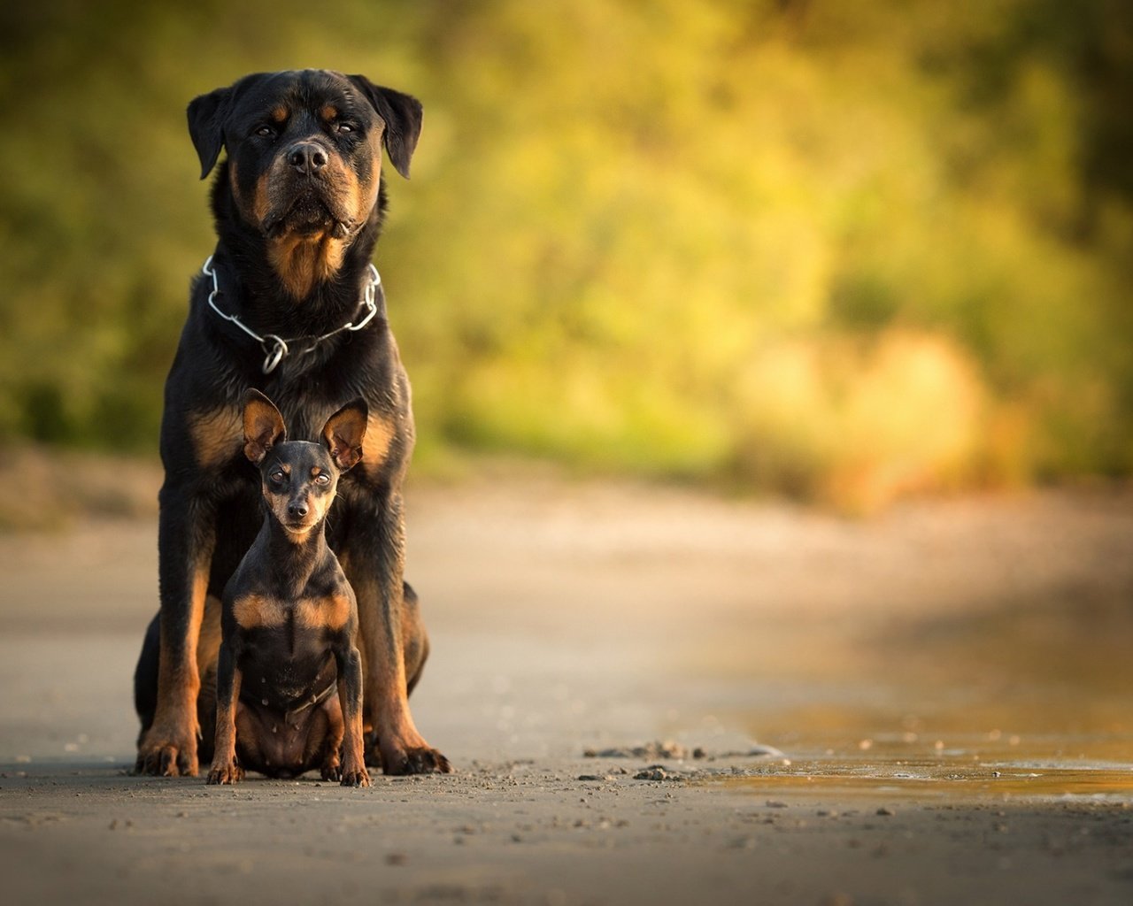 Обои собака, собаки, боке, ротвейлер, карликовый пинчер, dog, dogs, bokeh, rottweiler, miniature pinscher разрешение 1920x1200 Загрузить