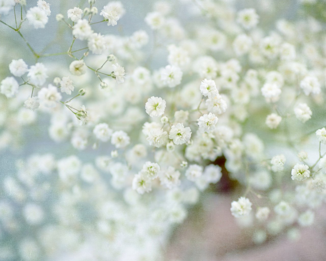 Обои цветы, размытость, белые цветы, гипсофила, flowers, blur, white flowers, gypsophila разрешение 1920x1200 Загрузить