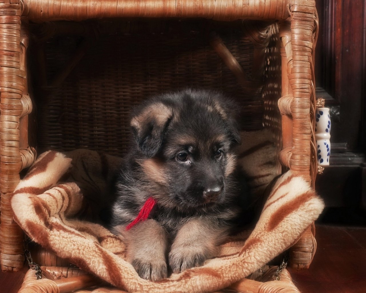 Обои собака, щенок, немецкая овчарка, dog, puppy, german shepherd разрешение 1920x1200 Загрузить