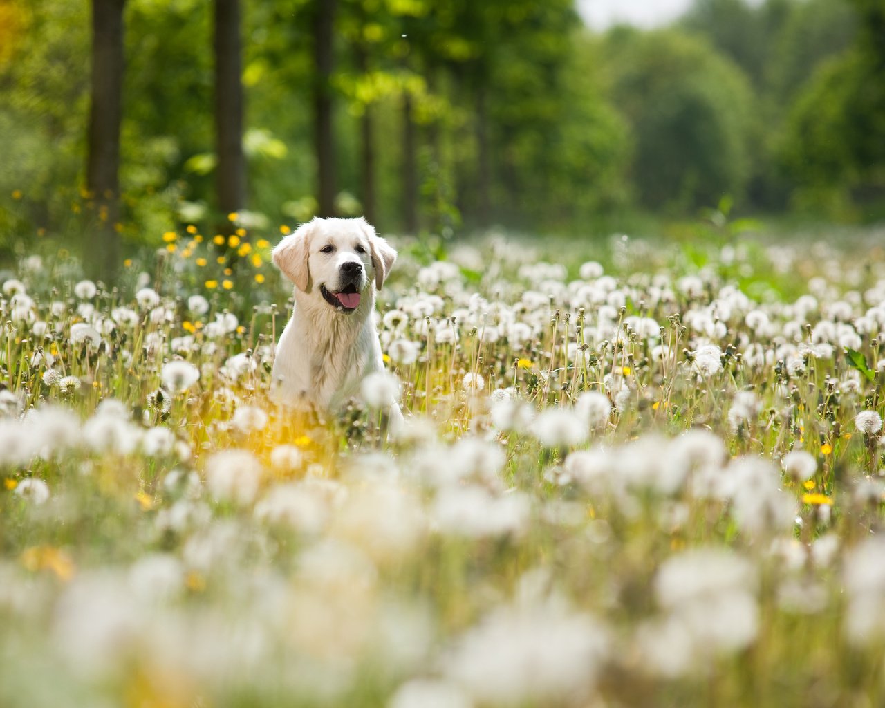 Обои цветы, мордочка, собака, одуванчики, язык, лабрадор, ретривер, flowers, muzzle, dog, dandelions, language, labrador, retriever разрешение 3840x2400 Загрузить