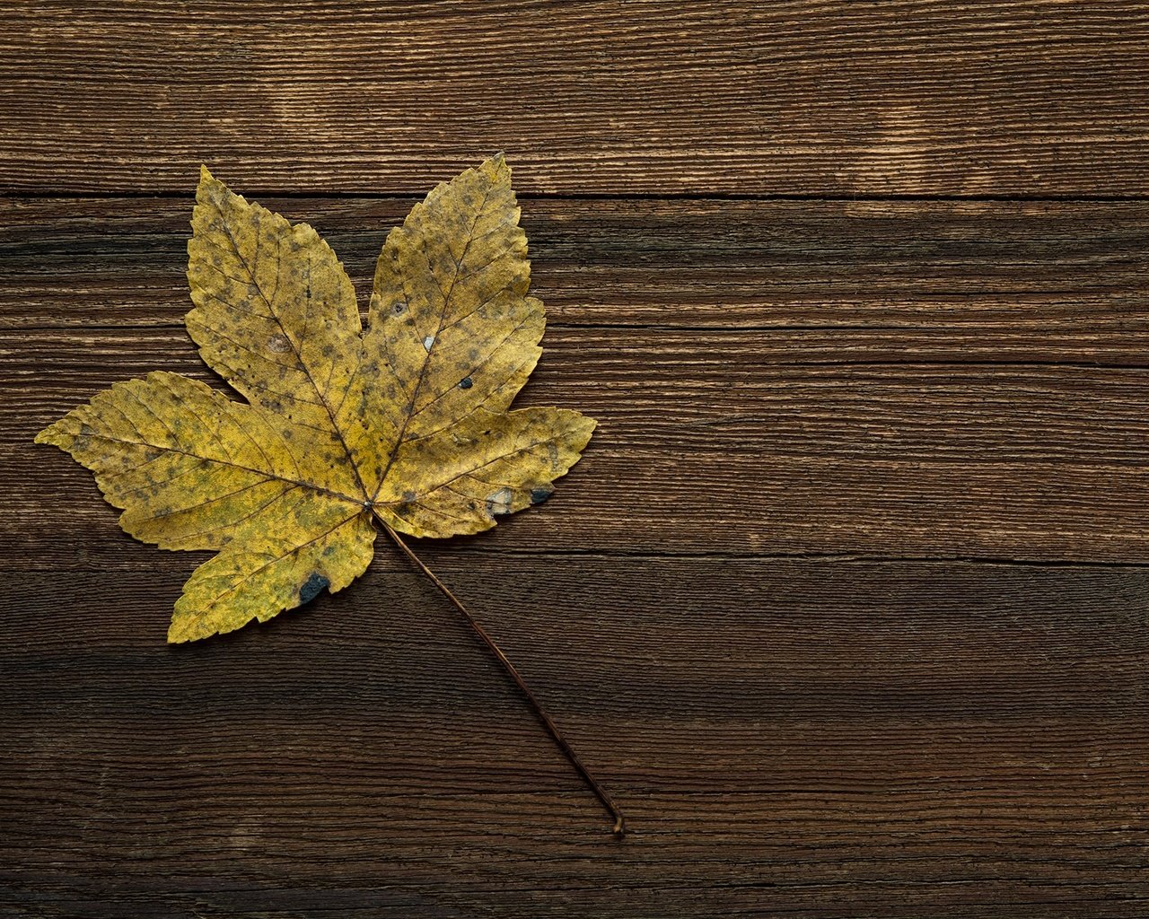 Обои осень, лист, прожилки, деревянная поверхность, autumn, sheet, veins, wooden surface разрешение 2000x1333 Загрузить