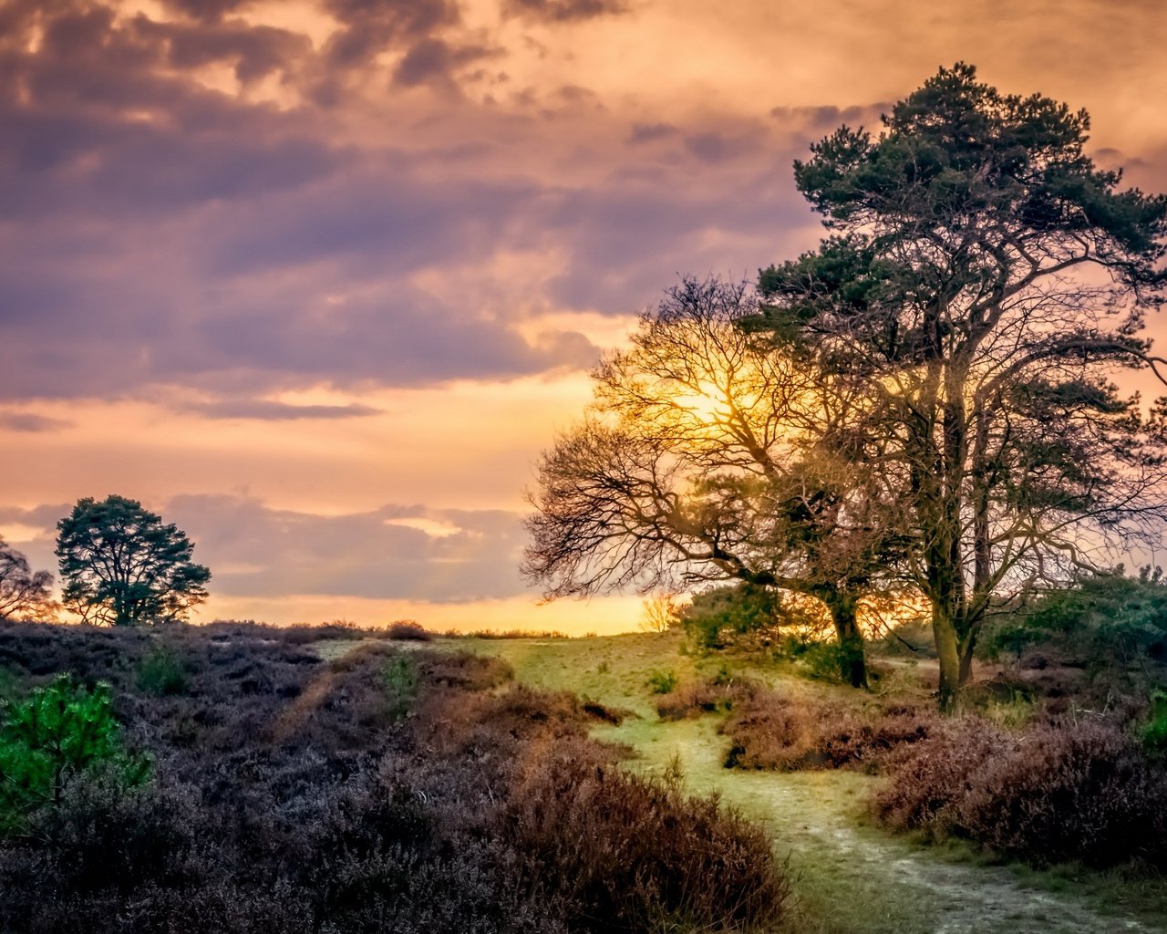 Обои небо, облака, деревья, закат, поле, тропинка, нидерланды, the sky, clouds, trees, sunset, field, path, netherlands разрешение 2560x1628 Загрузить