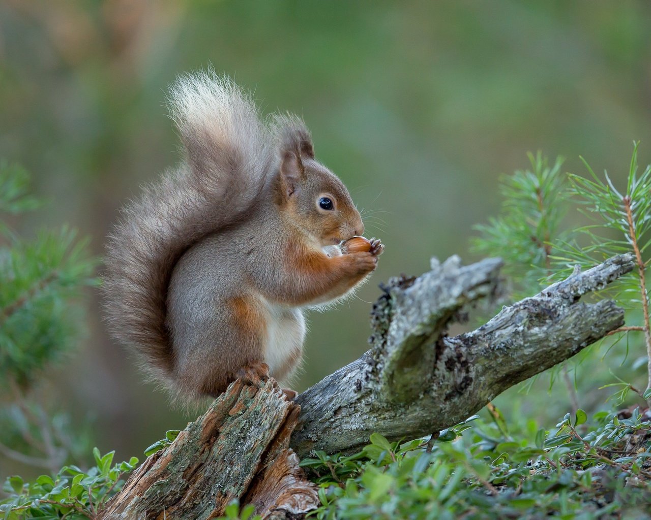 Обои природа, белка, зверек, nature, protein, animal разрешение 2048x1365 Загрузить