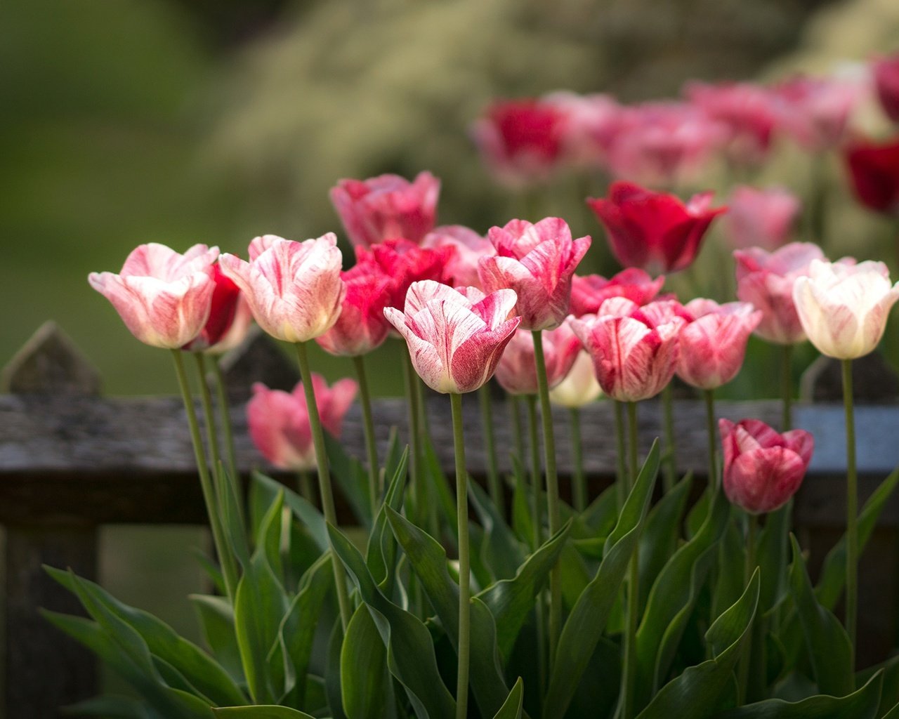 Обои цветы, бутоны, забор, весна, тюльпаны, стебли, боке, flowers, buds, the fence, spring, tulips, stems, bokeh разрешение 1997x1325 Загрузить