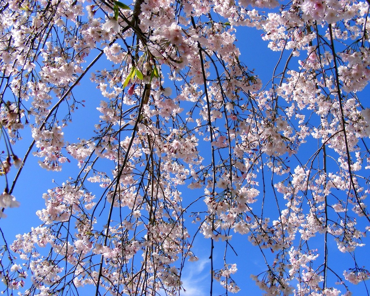 Обои небо, цветение, ветки, весна, the sky, flowering, branches, spring разрешение 3072x2304 Загрузить
