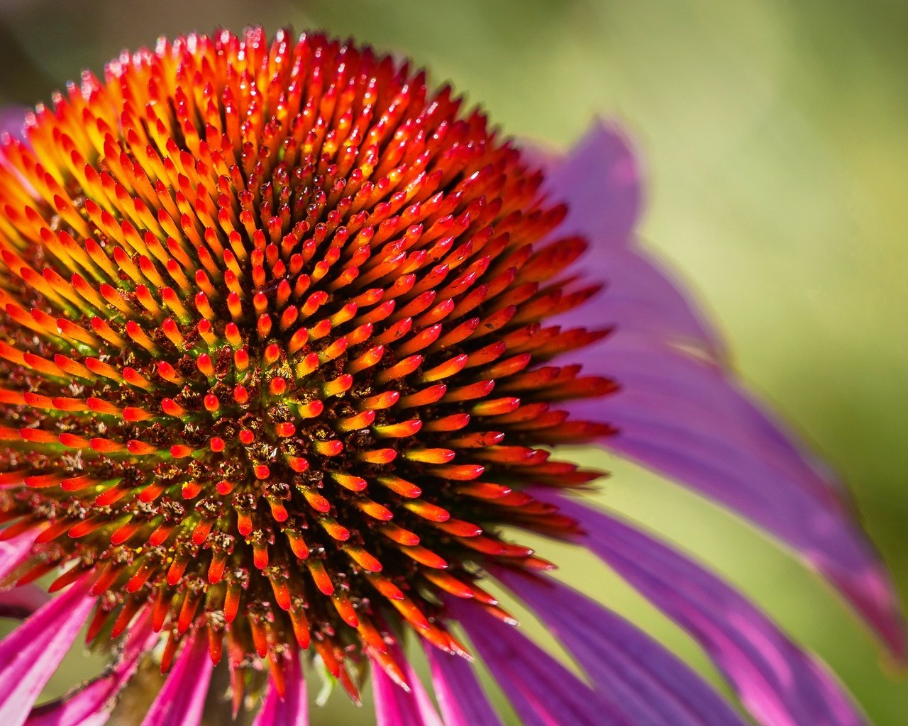 Обои макро, цветок, лепестки, эхинацея, macro, flower, petals, echinacea разрешение 2048x1365 Загрузить