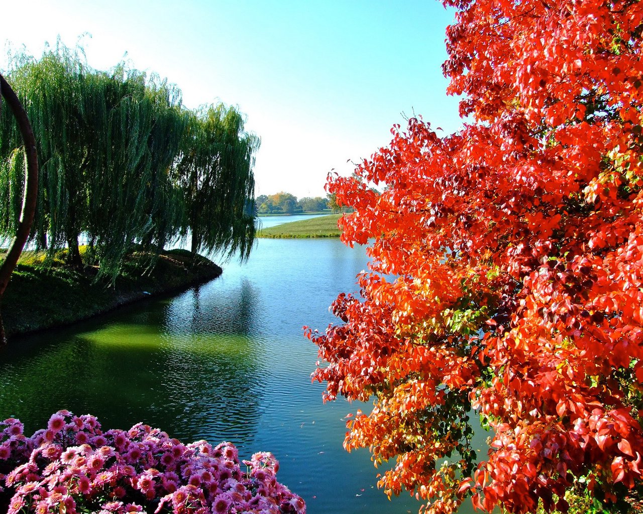 Обои небо, цветы, деревья, озеро, осень, the sky, flowers, trees, lake, autumn разрешение 2700x2025 Загрузить