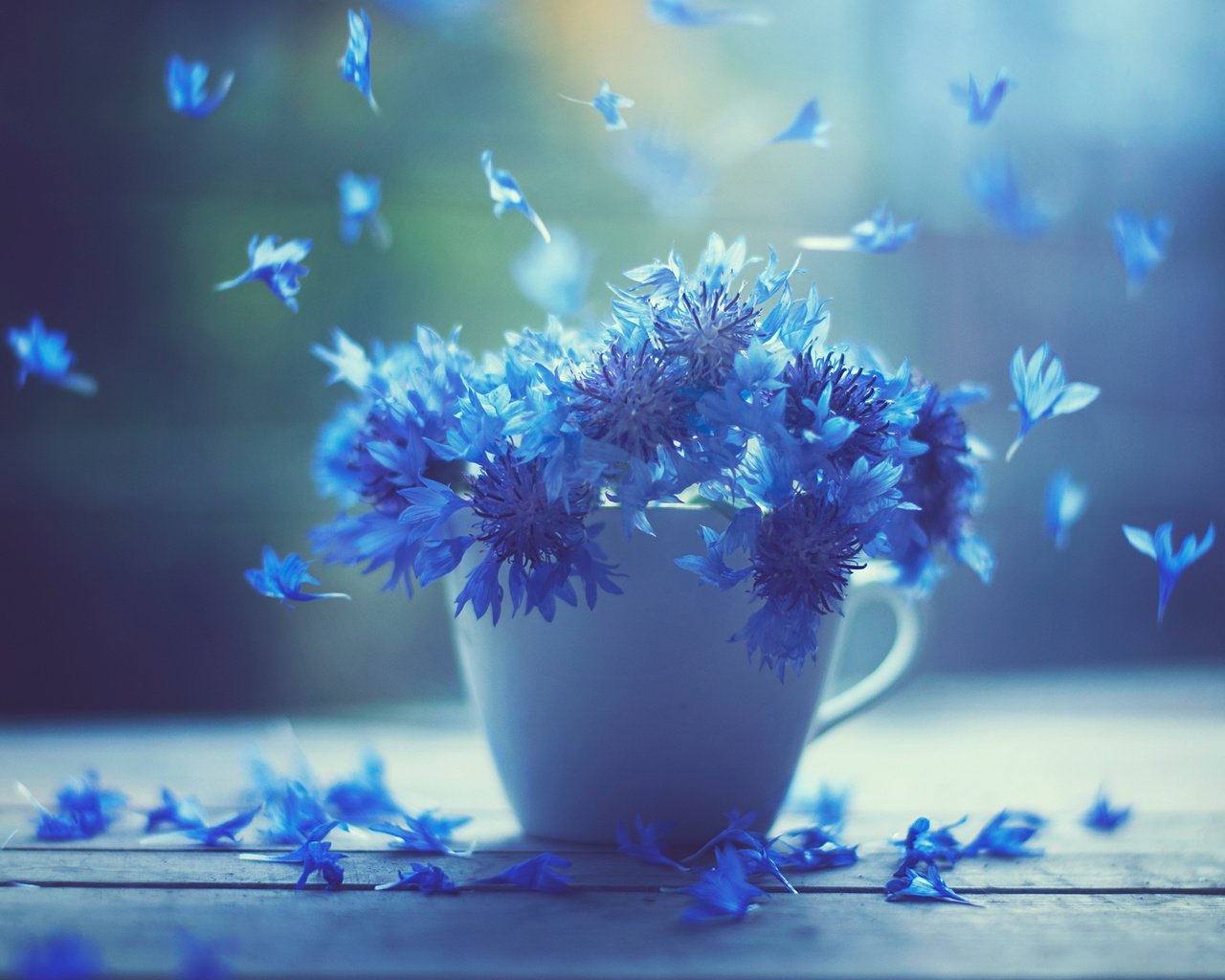 Обои цветы, лепестки, доски, кружка, чашка, васильки, flowers, petals, board, mug, cup, cornflowers разрешение 2048x1566 Загрузить