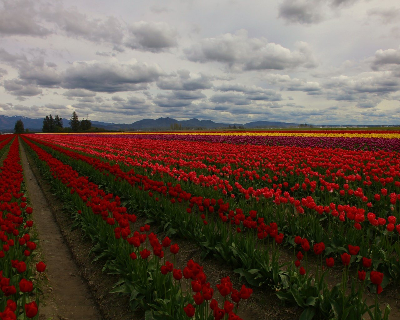 Обои цветы, облака, деревья, поле, тюльпаны, плантация, flowers, clouds, trees, field, tulips, plantation разрешение 5500x3662 Загрузить