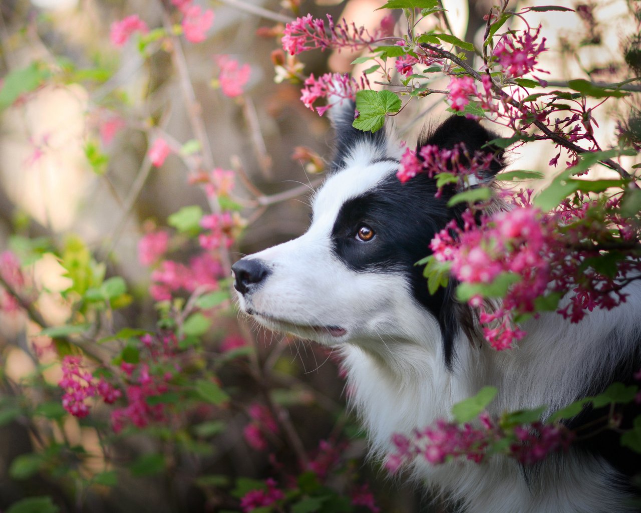 Обои цветы, природа, собака, профиль, бордер-колли, flowers, nature, dog, profile, the border collie разрешение 3600x2527 Загрузить