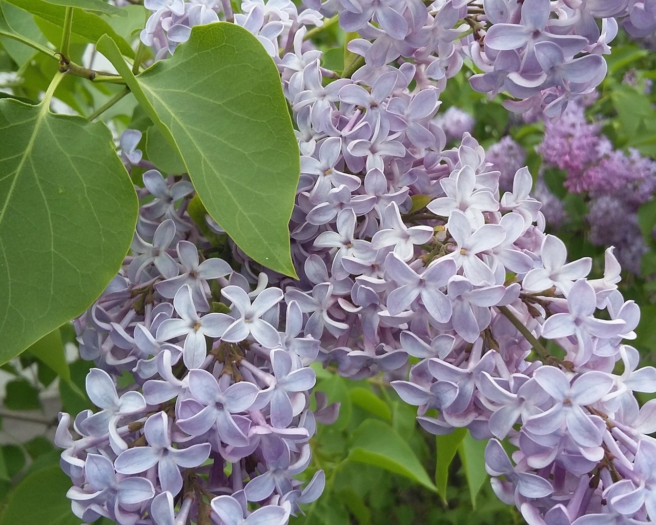 Обои цветы, цветение, зелень, листья, весна, сирень, май, flowers, flowering, greens, leaves, spring, lilac, may разрешение 3264x1836 Загрузить