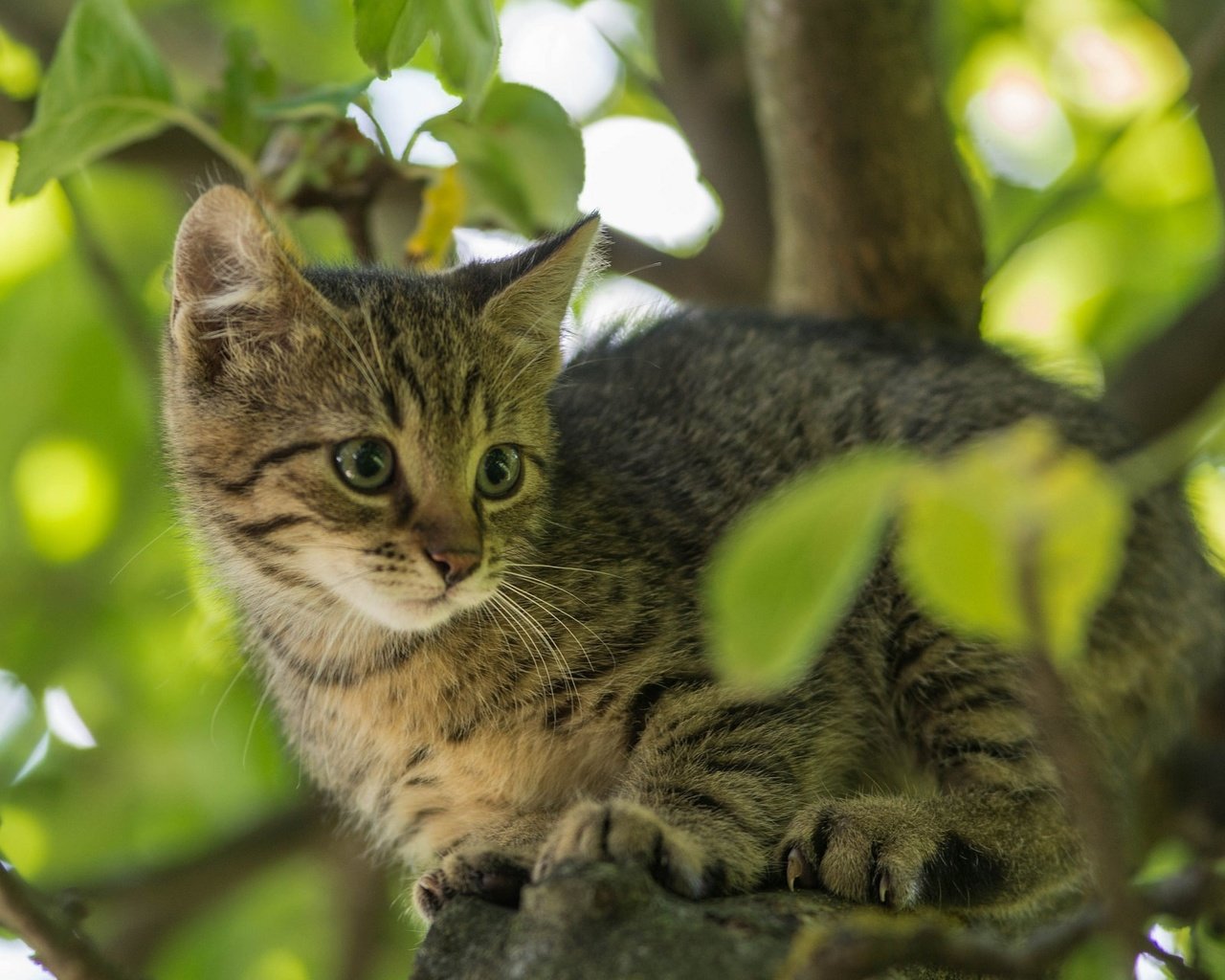 Обои дерево, листья, кот, мордочка, усы, ветки, кошка, взгляд, котенок, kitty, tree, leaves, cat, muzzle, mustache, branches, look разрешение 2048x1280 Загрузить