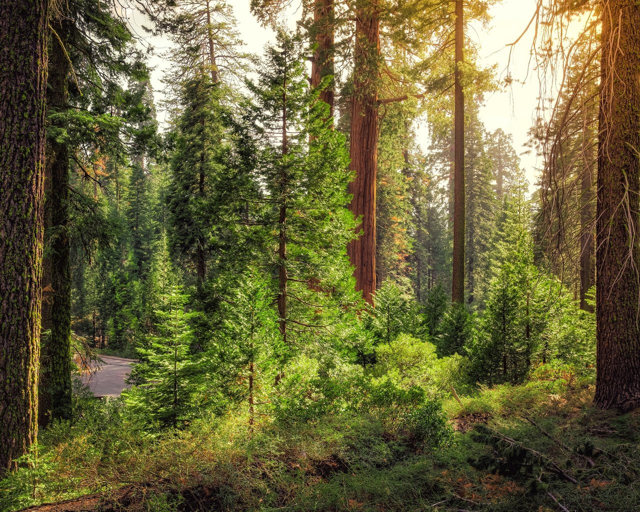 Обои дорога, деревья, лес, кусты, сша, калифорния, king's canyon national park, road, trees, forest, the bushes, usa, ca разрешение 3000x2000 Загрузить