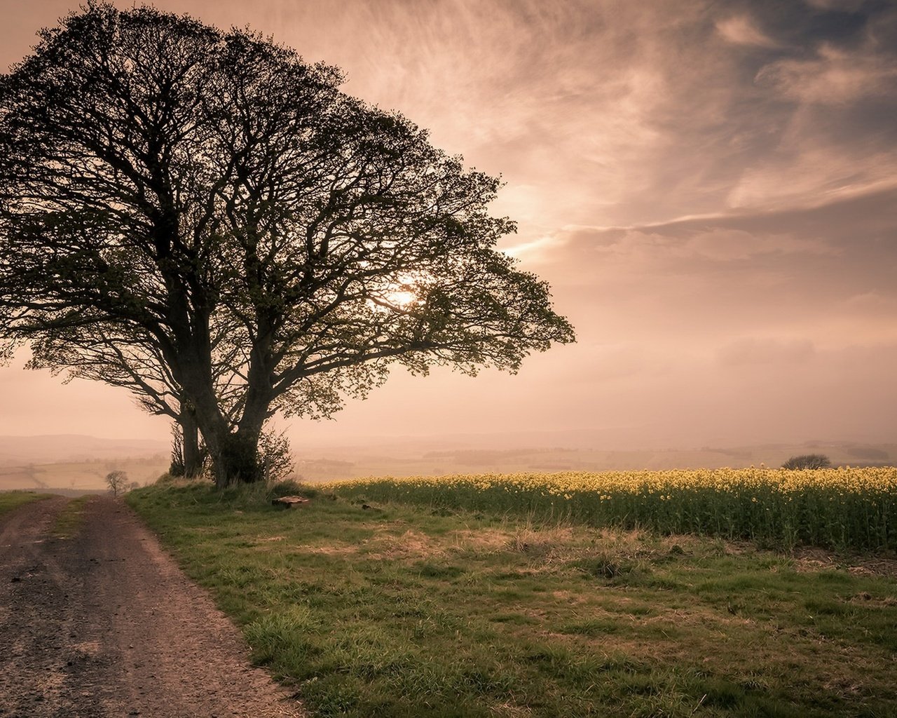 Обои небо, brian kerr photography, дорога, трава, дерево, утро, туман, поле, рапс, the sky, road, grass, tree, morning, fog, field, rape разрешение 1920x1190 Загрузить