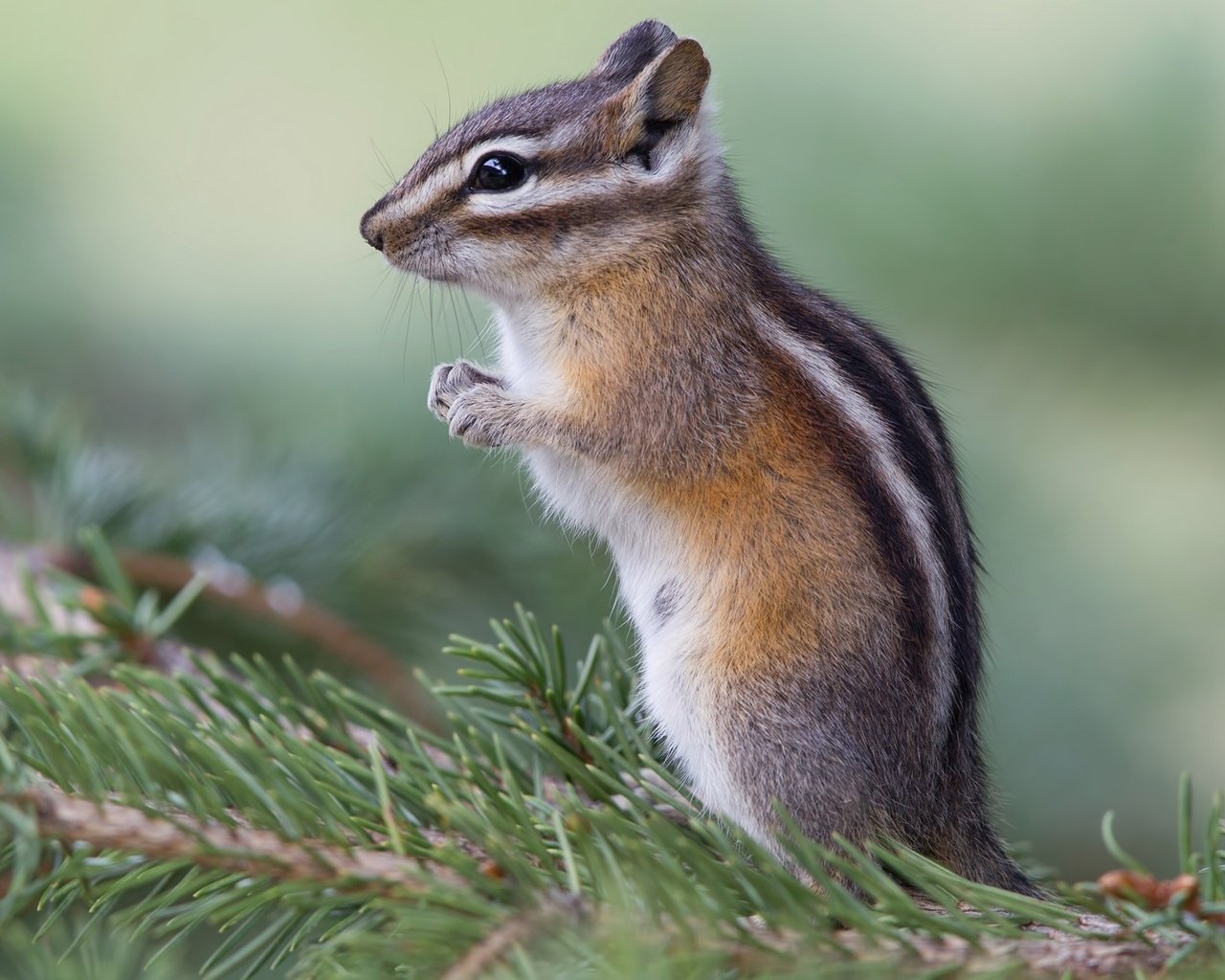 Обои хвоя, фон, животные, ветки, дикая природа, бурундук, грызуны, needles, background, animals, branches, wildlife, chipmunk, rodents разрешение 1920x1080 Загрузить