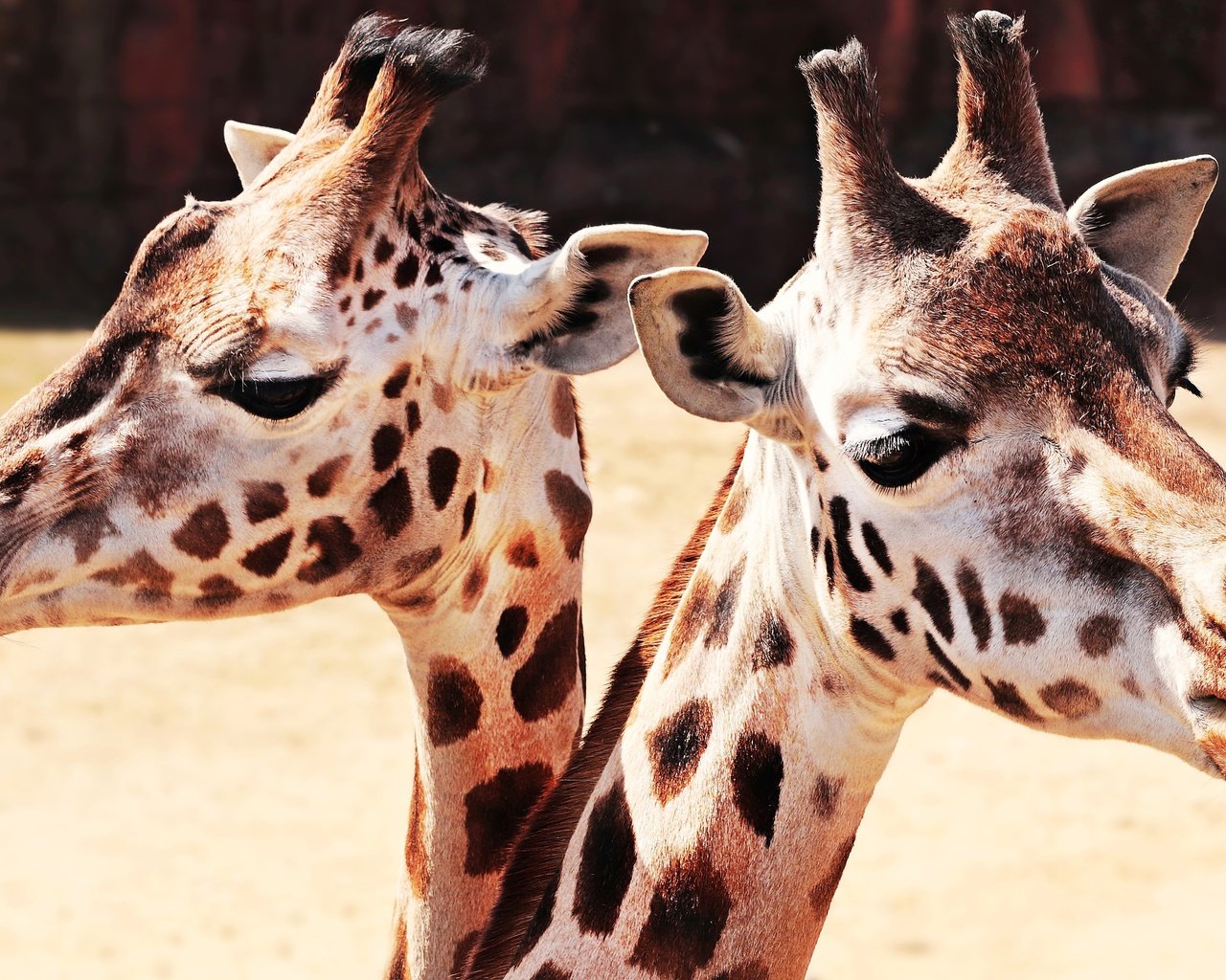 Обои глаза, шея, морда, животные, пара, два, жираф, жирафы, зоопарк, eyes, neck, face, animals, pair, two, giraffe, giraffes, zoo разрешение 6000x3372 Загрузить