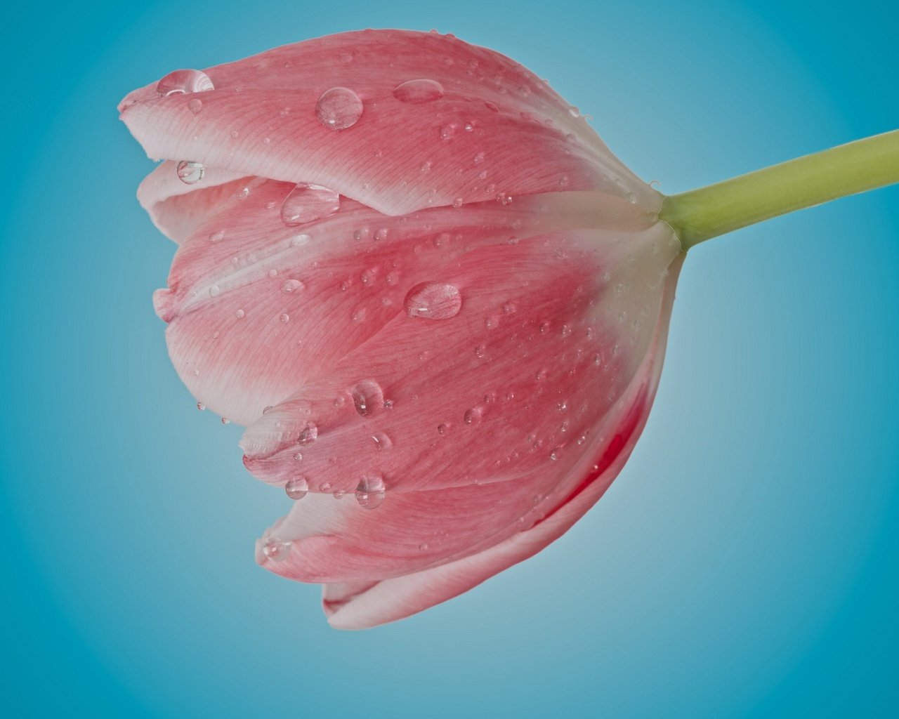 Обои цветок, капли, лепестки, бутон, розовый, тюльпан, flower, drops, petals, bud, pink, tulip разрешение 2048x1357 Загрузить
