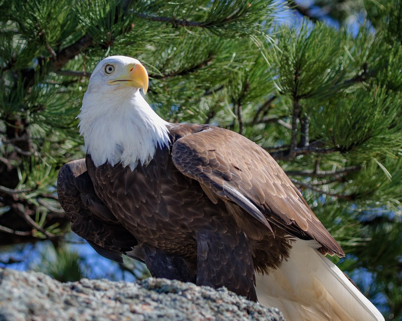 Обои хвоя, ветки, птица, клюв, перья, белоголовый орлан, needles, branches, bird, beak, feathers, bald eagle разрешение 4450x2503 Загрузить