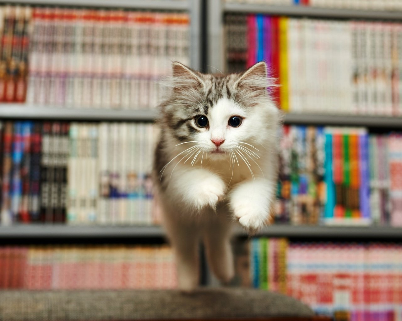 Обои книги, котенок, прыжок, мордашка, испуг, библиотека, books, kitty, jump, face, fright, library разрешение 5443x3062 Загрузить