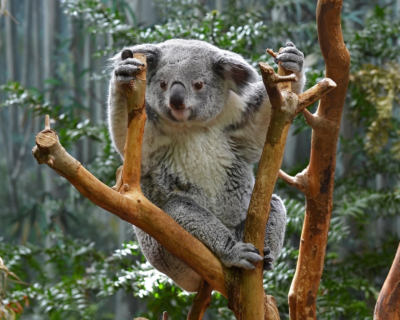 Обои природа, дерево, животные, коала, сумчатые, nature, tree, animals, koala, marsupials разрешение 2730x1920 Загрузить