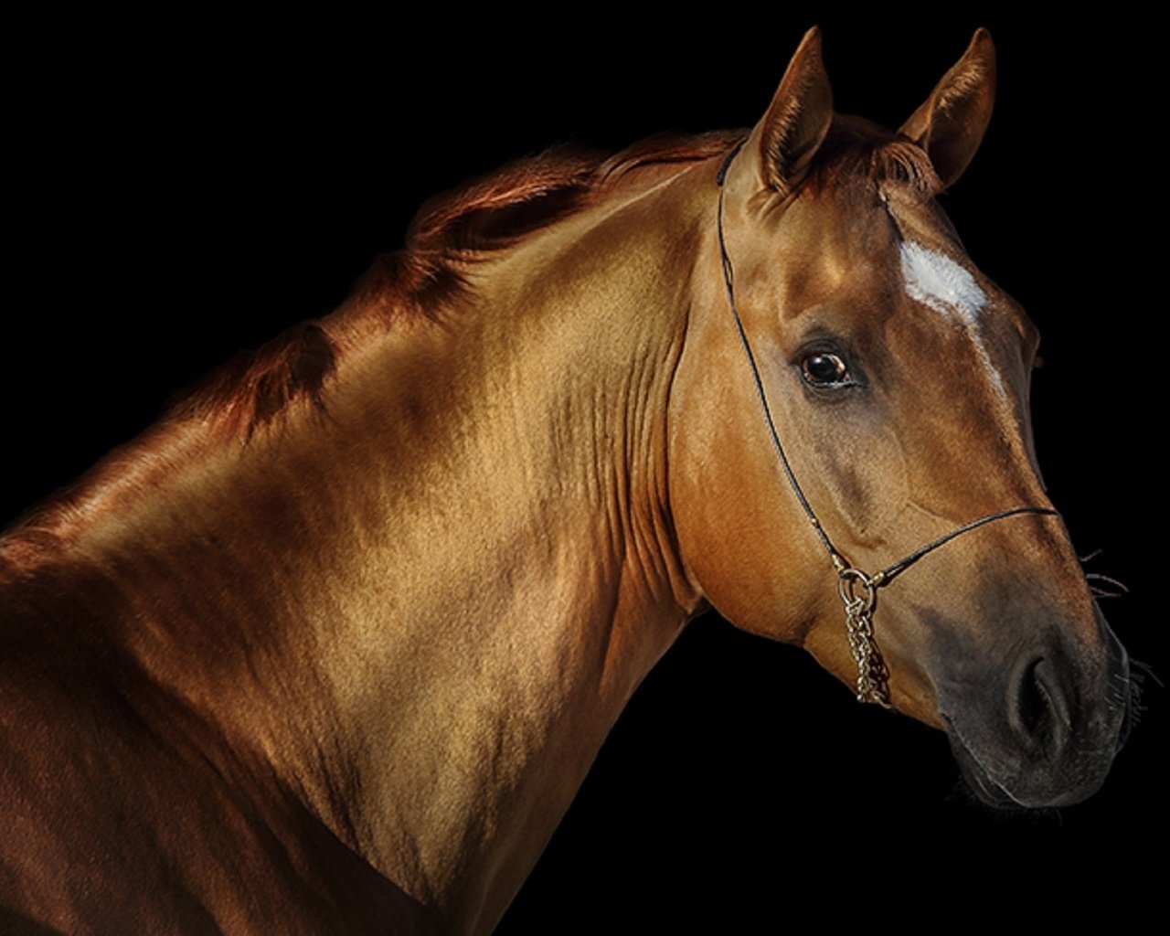 Обои лошадь, черный фон, конь, грива, жеребец, svetlana ryazantseva, horse, black background, mane, stallion разрешение 1920x1251 Загрузить