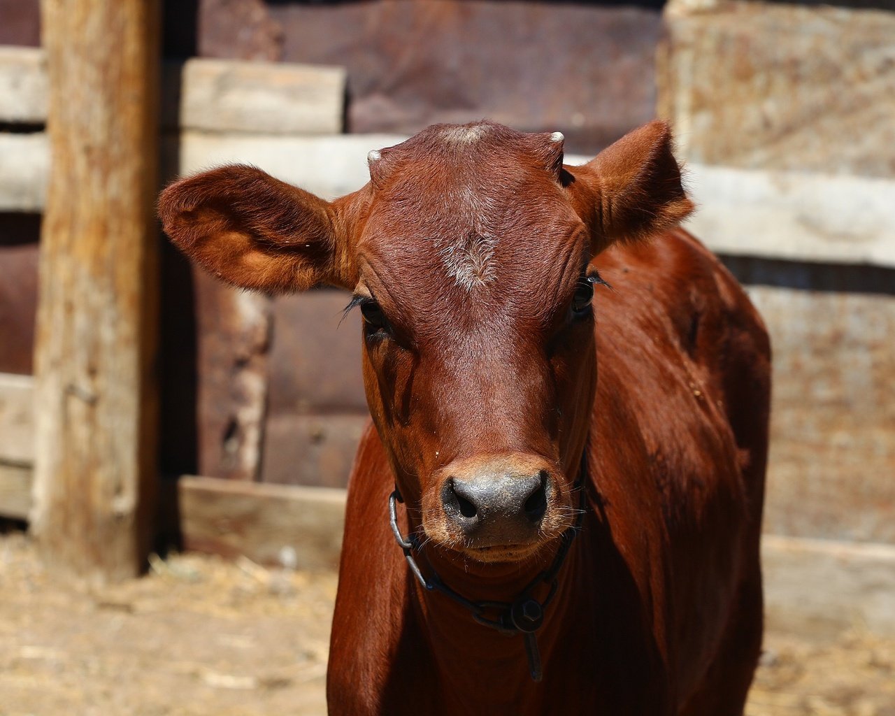 Обои морда, взгляд, корова, загон, телёнок, face, look, cow, corral, calf разрешение 1920x1280 Загрузить