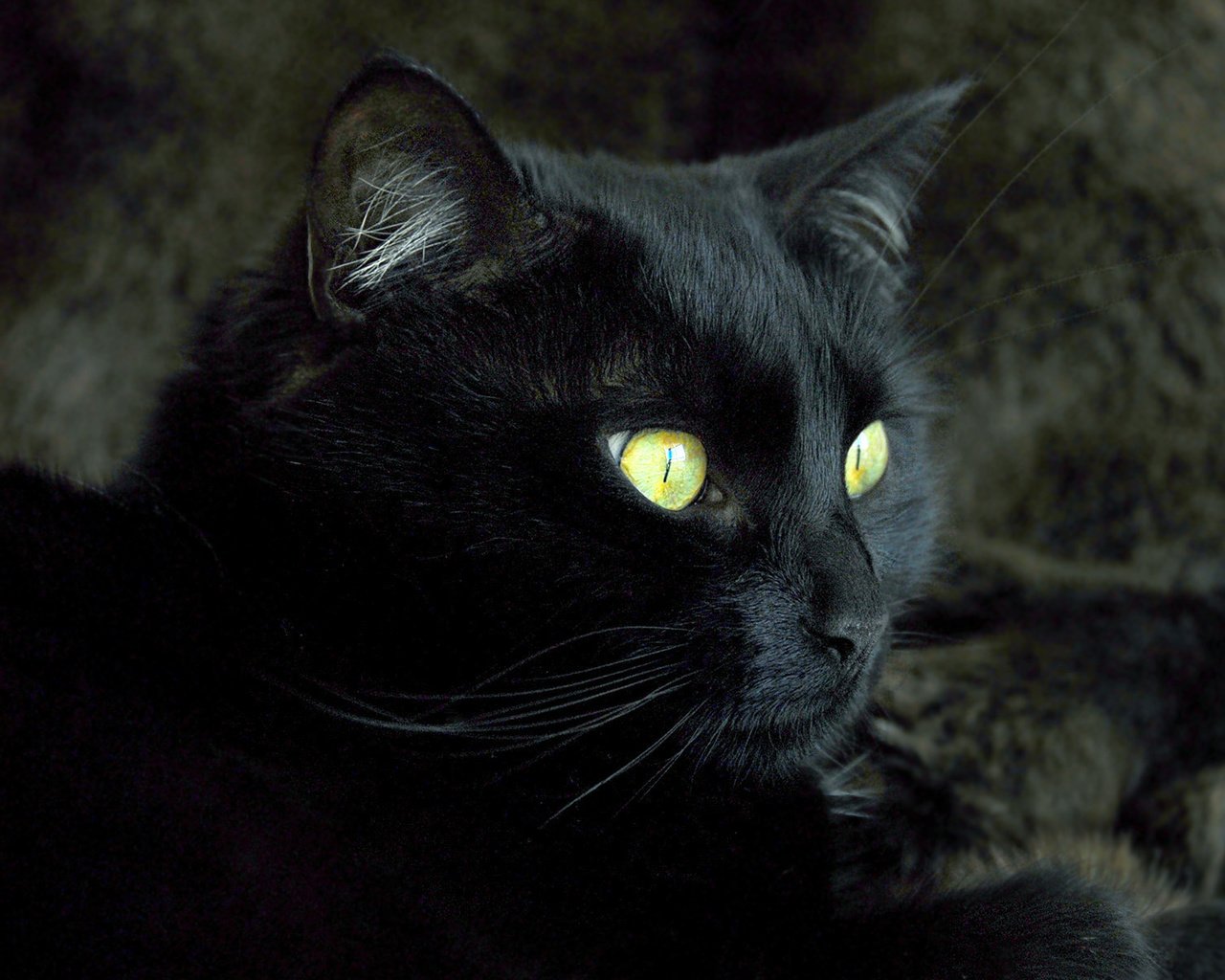 Обои кот, мордочка, усы, кошка, взгляд, черный, cat, muzzle, mustache, look, black разрешение 1920x1200 Загрузить