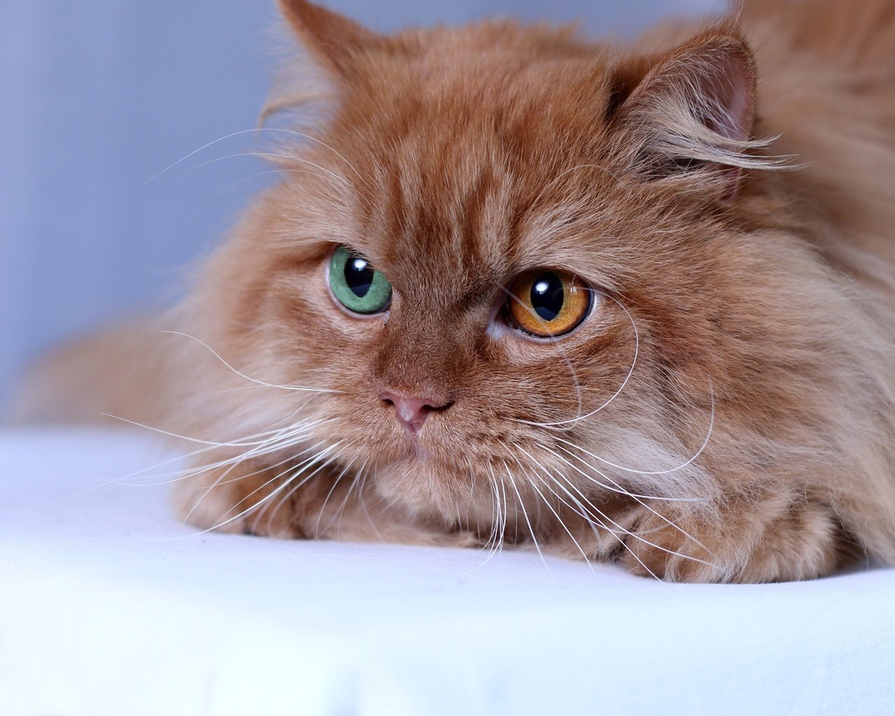 Обои глаза, кот, мордочка, кошка, взгляд, рыжая, пушистая, eyes, cat, muzzle, look, red, fluffy разрешение 1920x1280 Загрузить