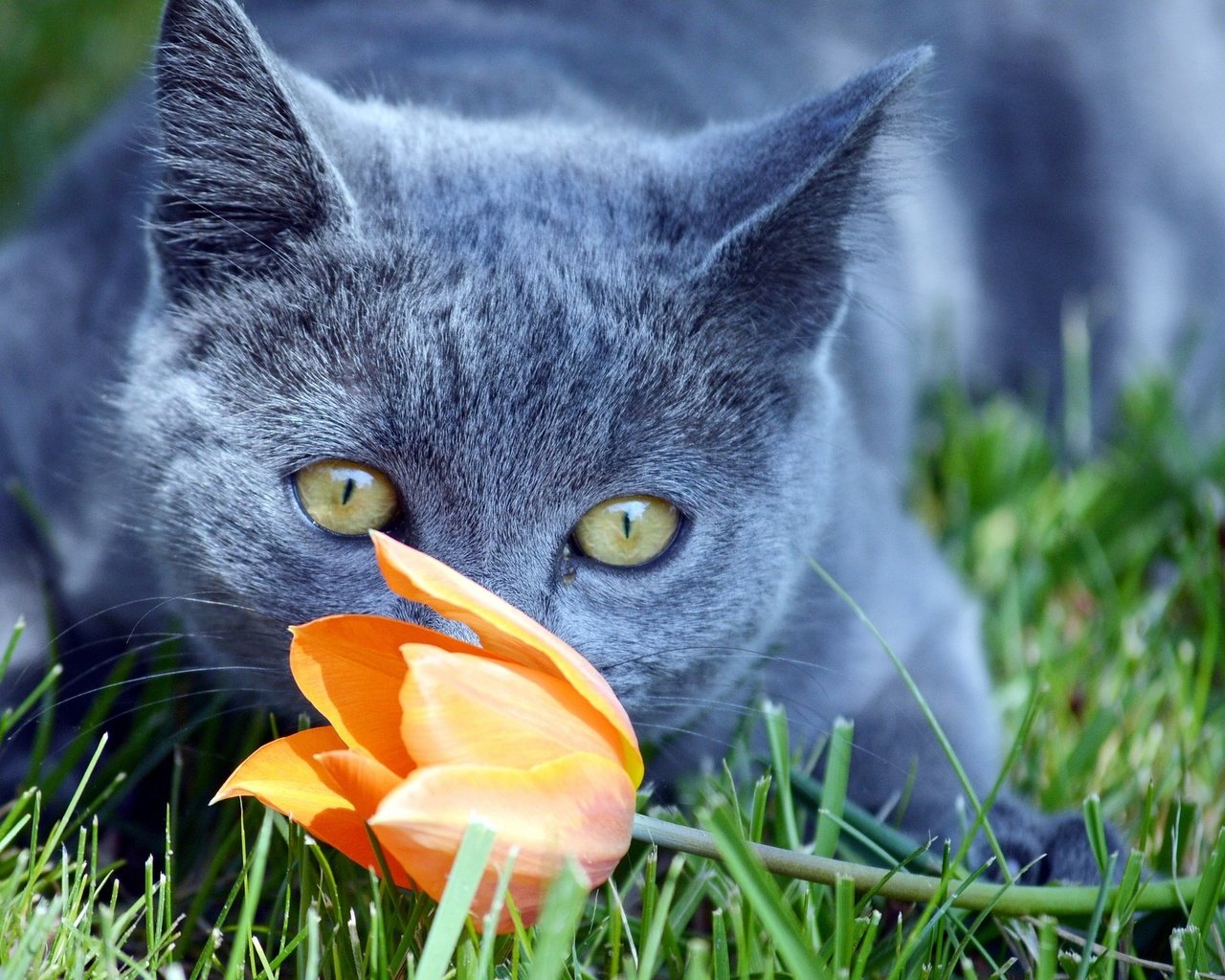 Обои трава, цветок, кот, мордочка, усы, кошка, взгляд, тюльпан, британец, british, grass, flower, cat, muzzle, mustache, look, tulip разрешение 2048x1309 Загрузить