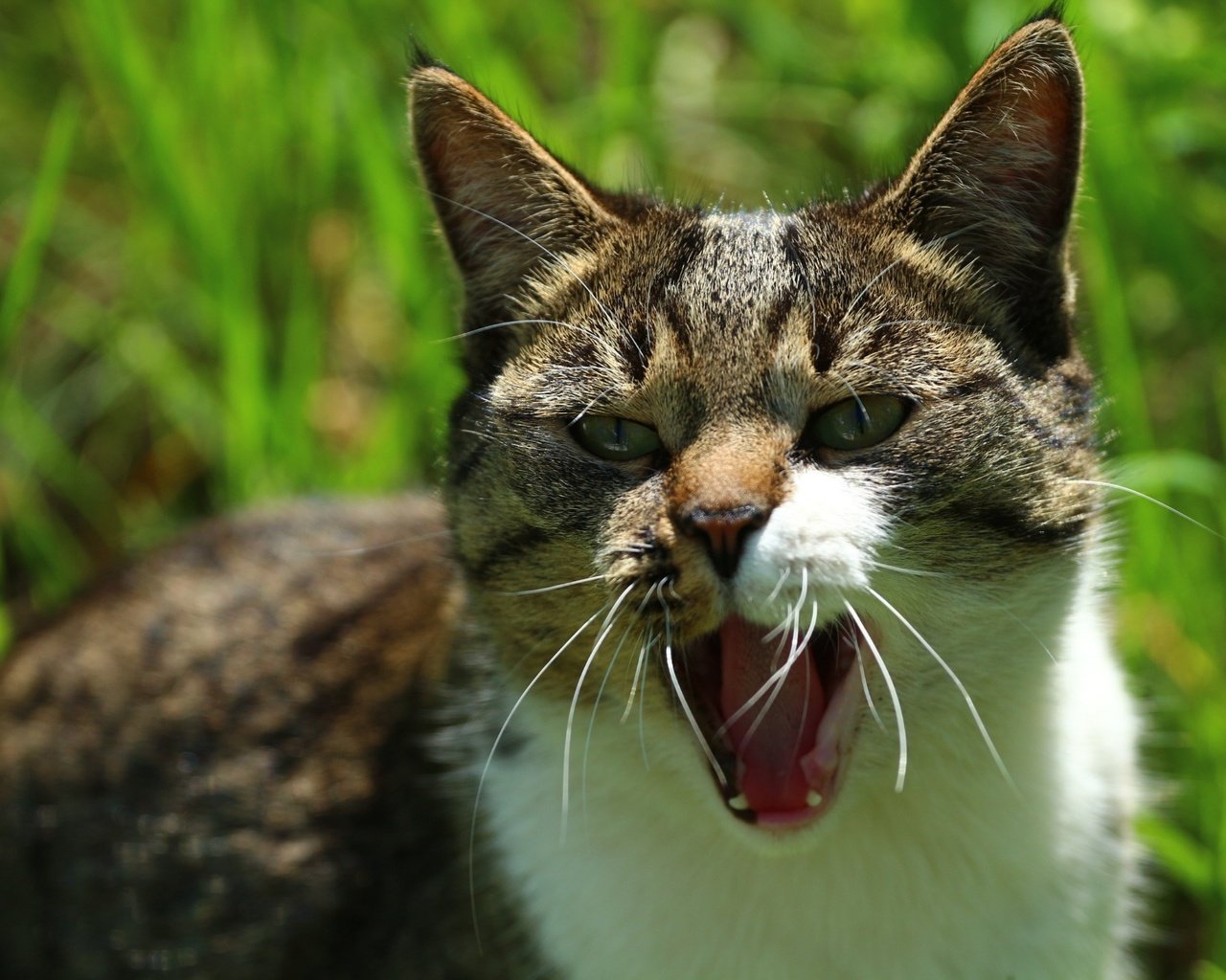 Обои кот, мордочка, усы, шерсть, кошка, взгляд, мордашка, зевает, cat, muzzle, mustache, wool, look, face, yawns разрешение 1920x1280 Загрузить