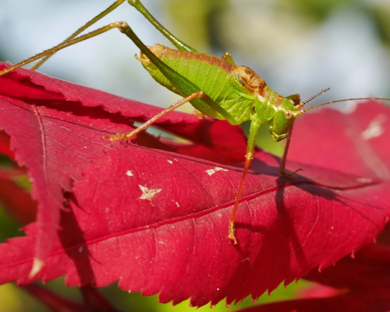 Обои природа, листья, насекомое, кузнечик, nature, leaves, insect, grasshopper разрешение 3840x2160 Загрузить