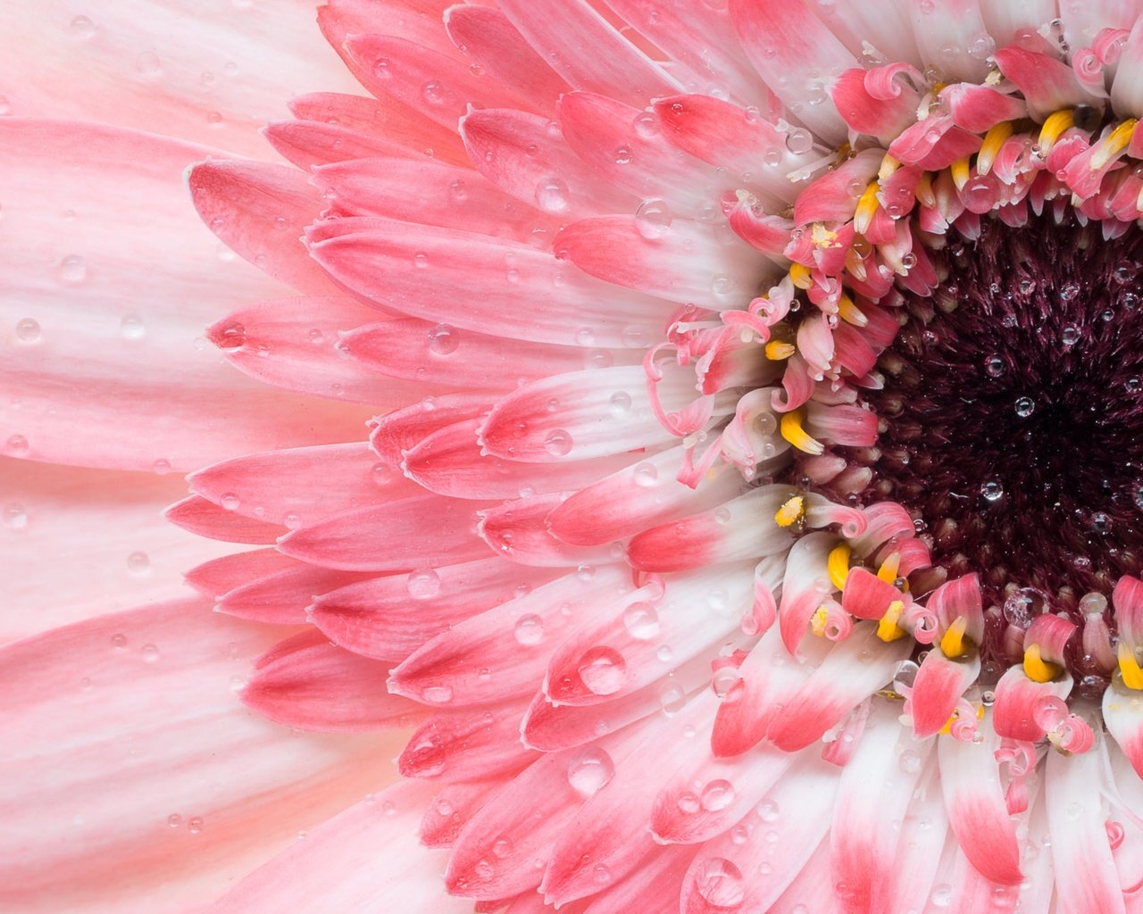 Обои макро, цветок, лепестки, розовая, гербера, macro, flower, petals, pink, gerbera разрешение 2048x1325 Загрузить