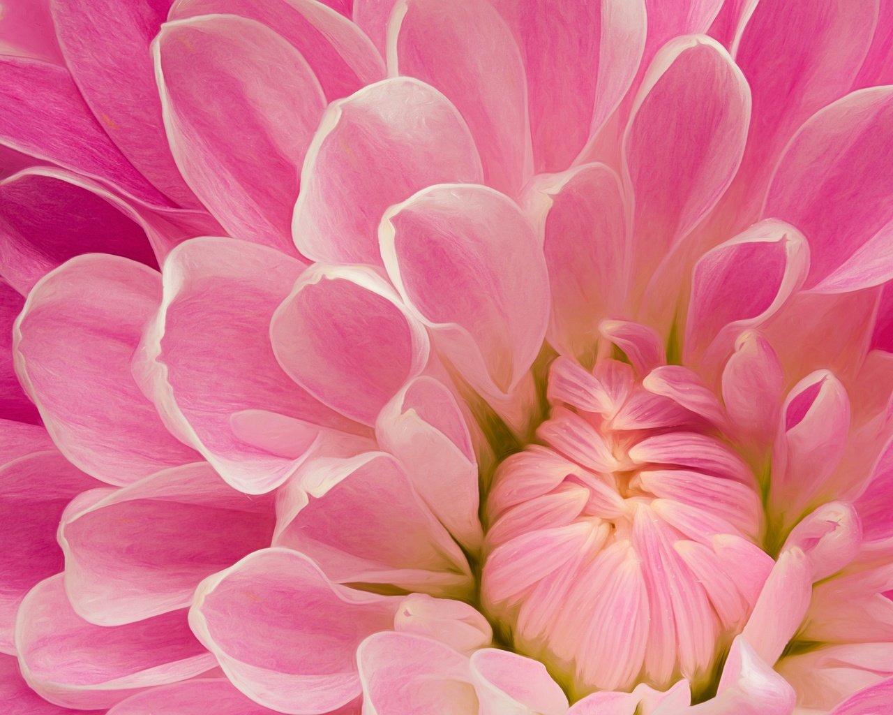 Обои макро, цветок, лепестки, розовый, георгин, крупным планом, macro, flower, petals, pink, dahlia, closeup разрешение 2048x1366 Загрузить
