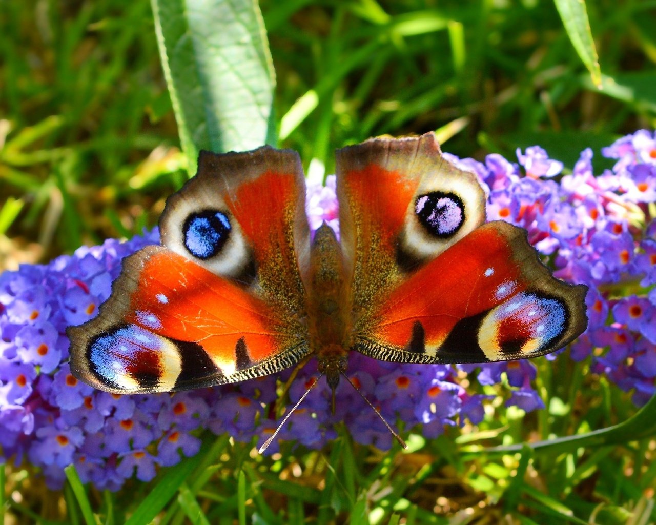 Обои макро, насекомое, бабочка, крылья, цветочки, павлиний глаз, macro, insect, butterfly, wings, flowers, peacock разрешение 2950x1868 Загрузить