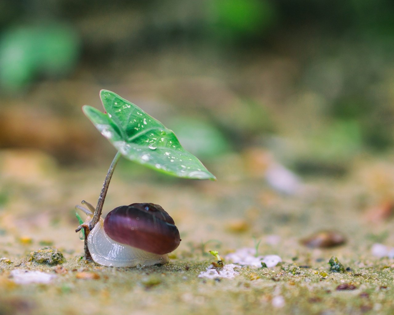 Обои природа, макро, фон, капли, лист, улитка, nature, macro, background, drops, sheet, snail разрешение 2048x1365 Загрузить