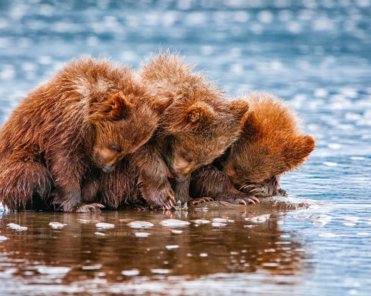 Обои вода, животные, медведи, трое, детеныши, медвежата, water, animals, bears, three, cubs разрешение 2048x1435 Загрузить