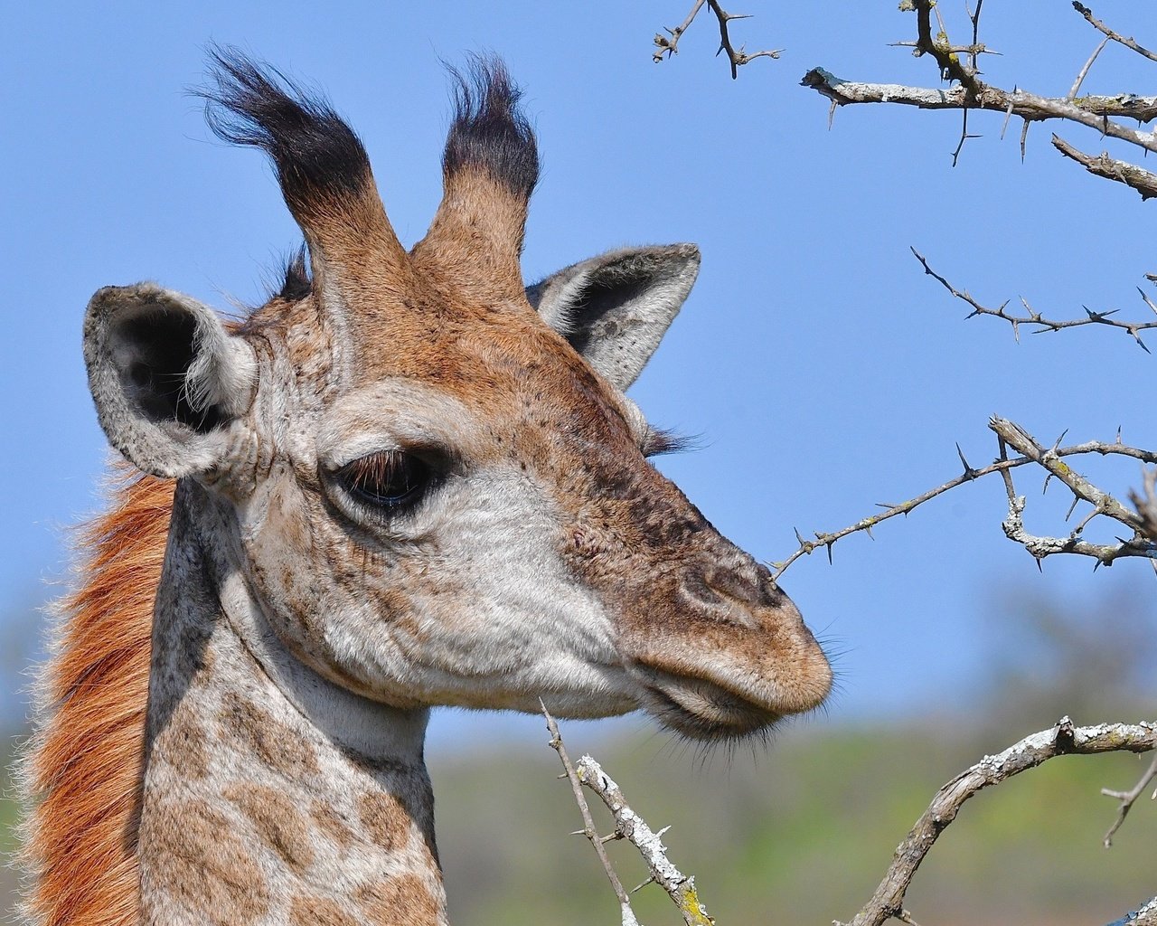 Обои морда, ветки, колючки, животное, жираф, рожки, face, branches, barb, animal, giraffe, horns разрешение 2560x1600 Загрузить