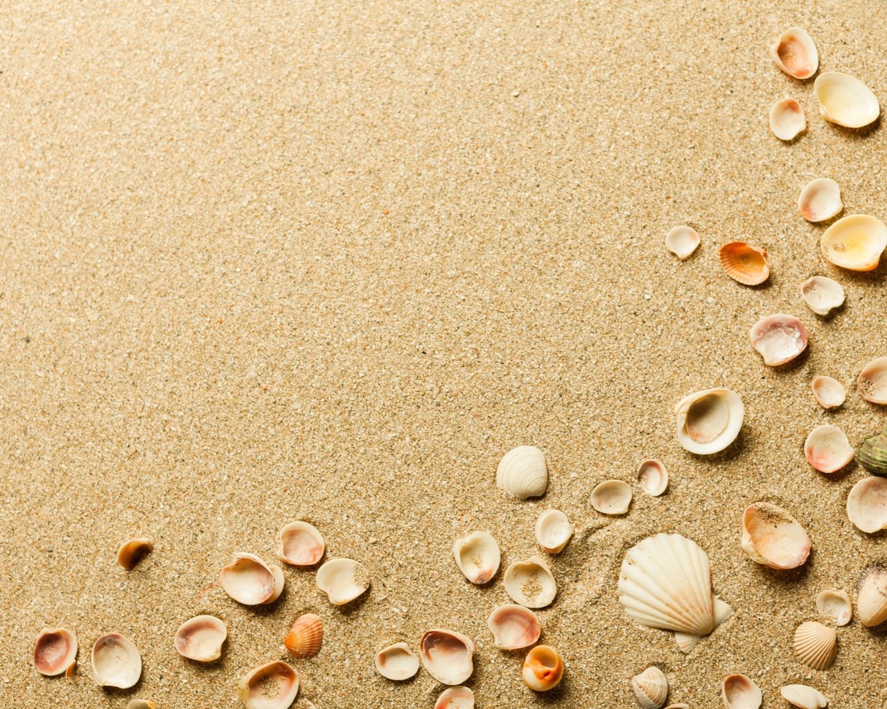 Обои песок, пляж, ракушки, sand, beach, shell разрешение 3840x2560 Загрузить