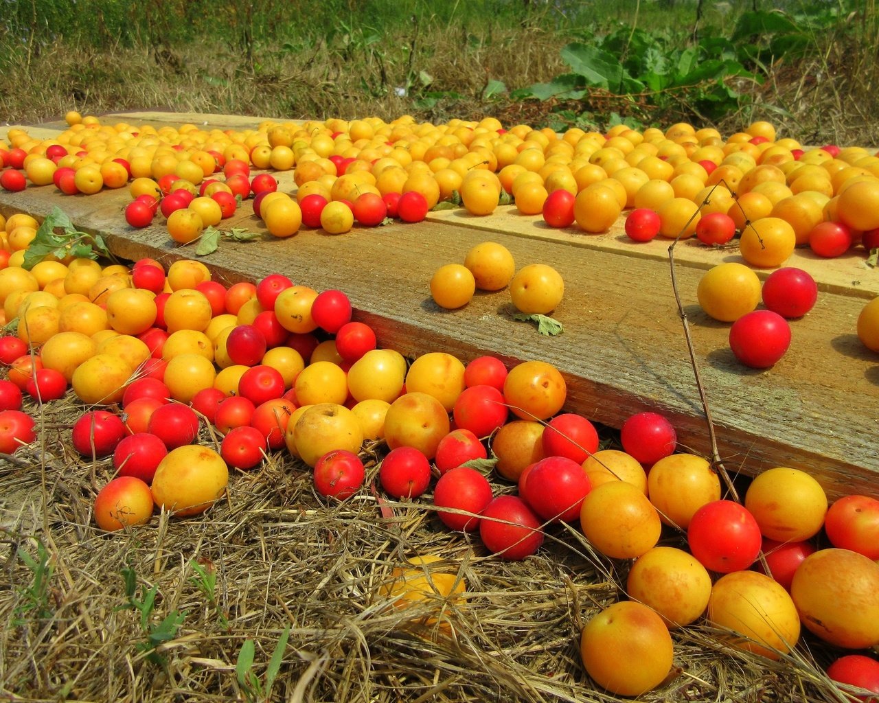 Обои фрукты, урожай, плоды, алыча, слива, fruit, harvest, plum, drain разрешение 1920x1440 Загрузить