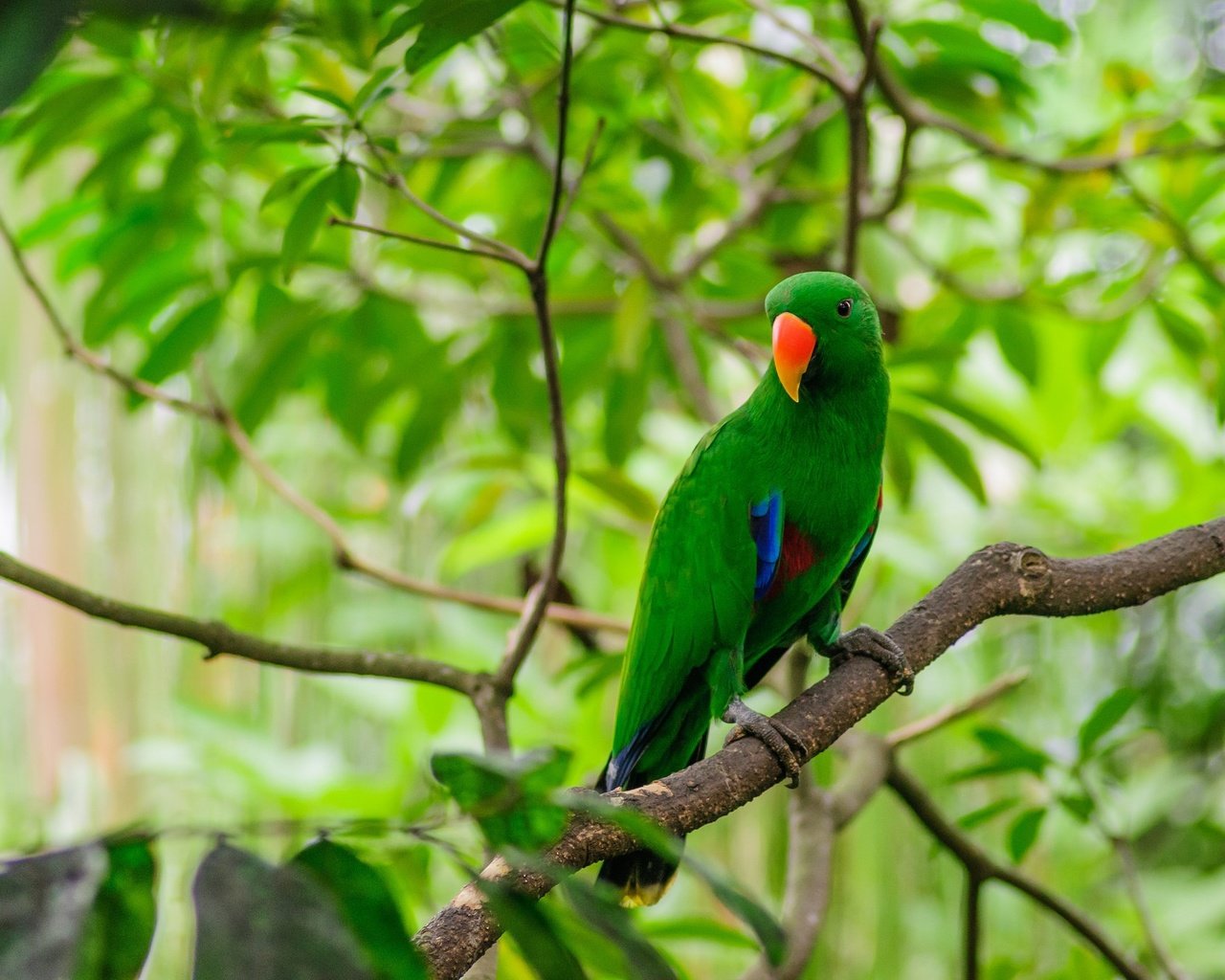 Обои ветки, птица, клюв, перья, попугай, попугай эклектус, branches, bird, beak, feathers, parrot, eclectus parrot разрешение 2048x1360 Загрузить