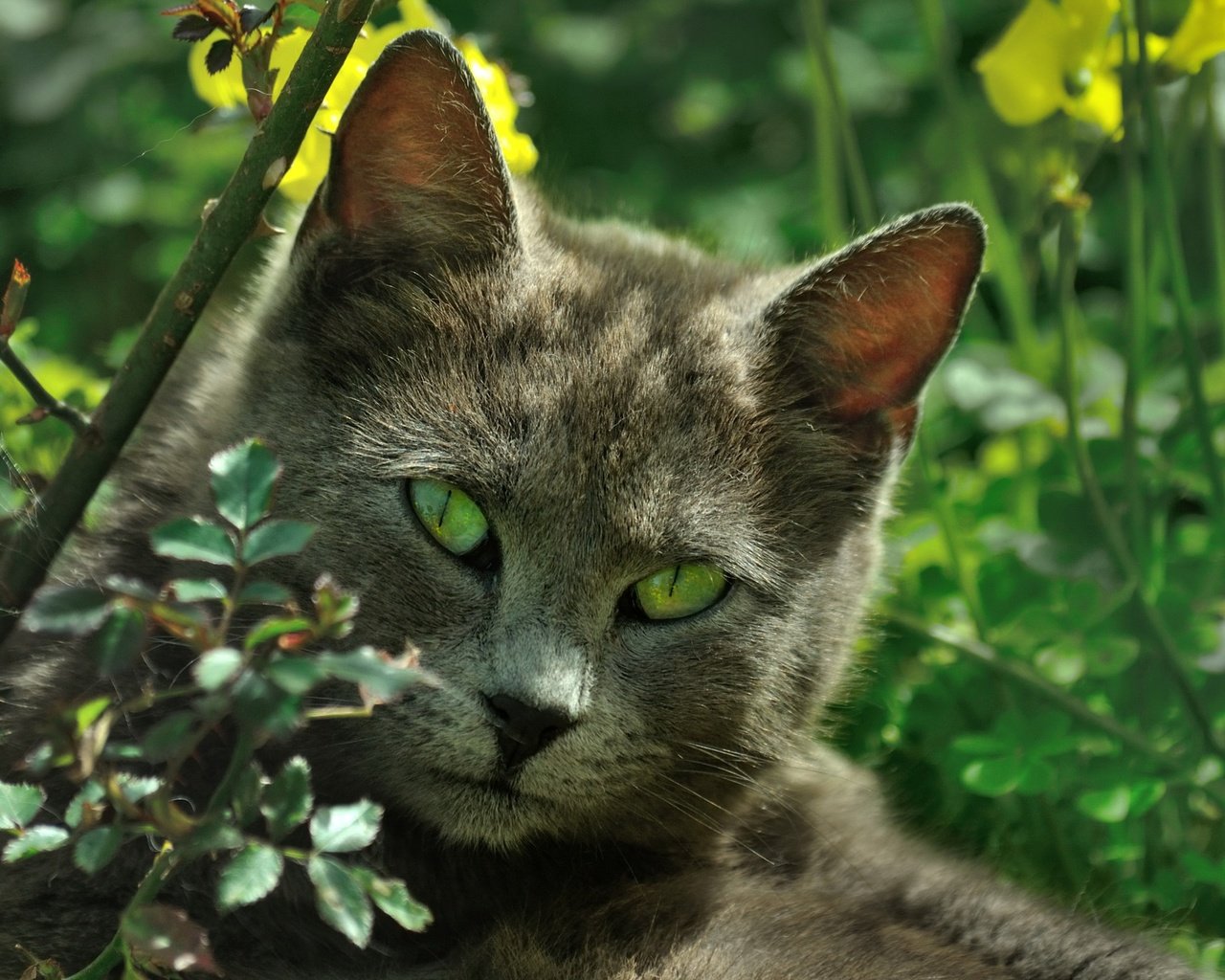 Обои природа, кот, листва, кошка, зеленые глаза, nature, cat, foliage, green eyes разрешение 2314x1537 Загрузить