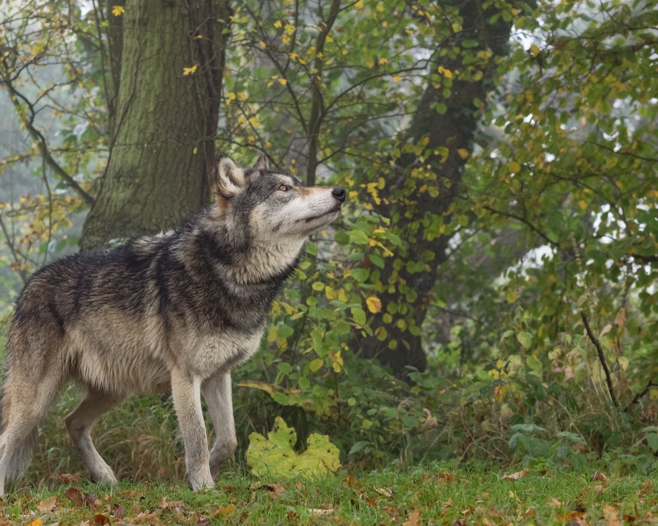 Обои природа, лес, животное, волк, nature, forest, animal, wolf разрешение 4608x3456 Загрузить