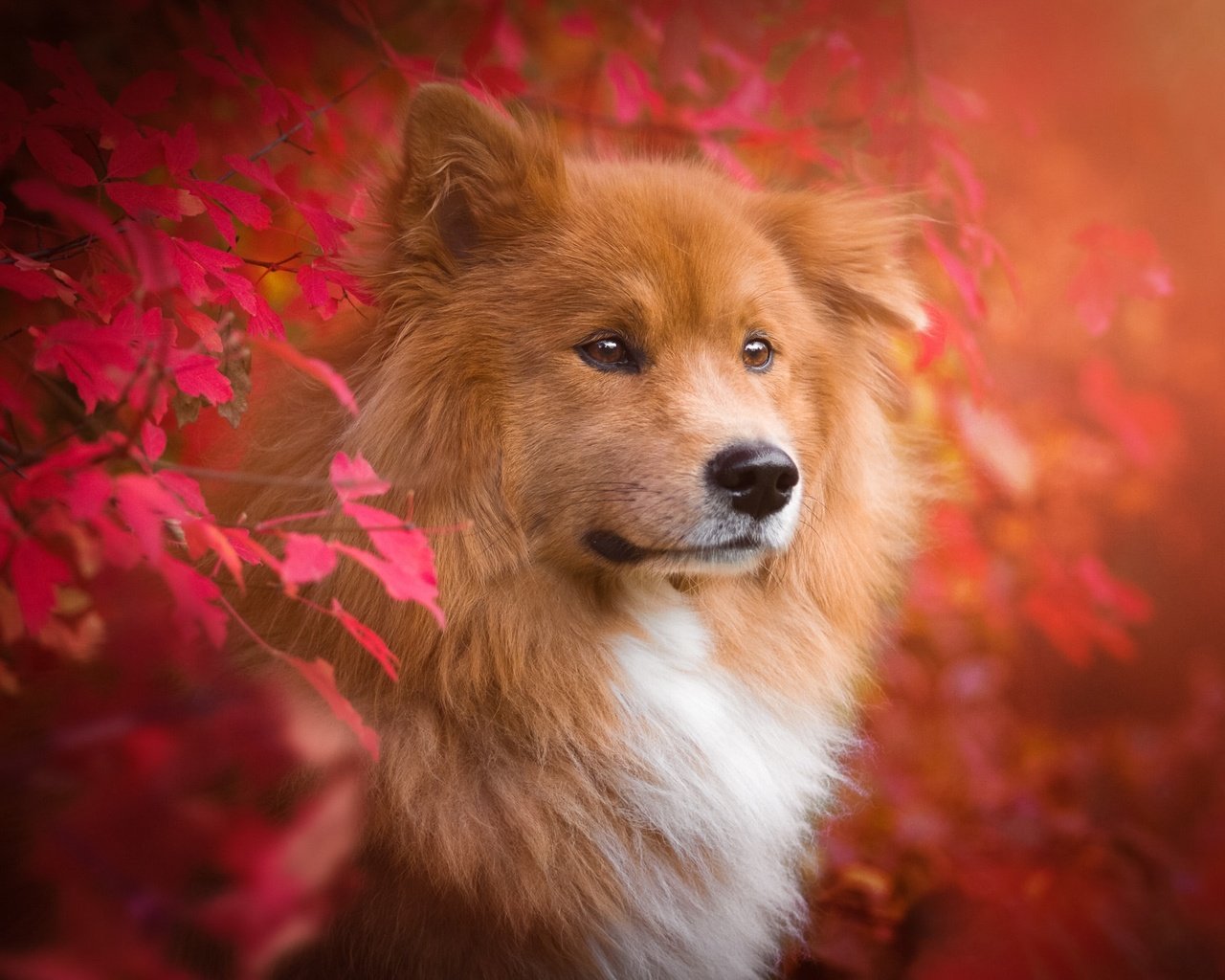 Обои природа, листья, ветки, осень, собака, животное, пес, евразиер, birgit chytracek, nature, leaves, branches, autumn, dog, animal, the eurasier разрешение 2048x1365 Загрузить