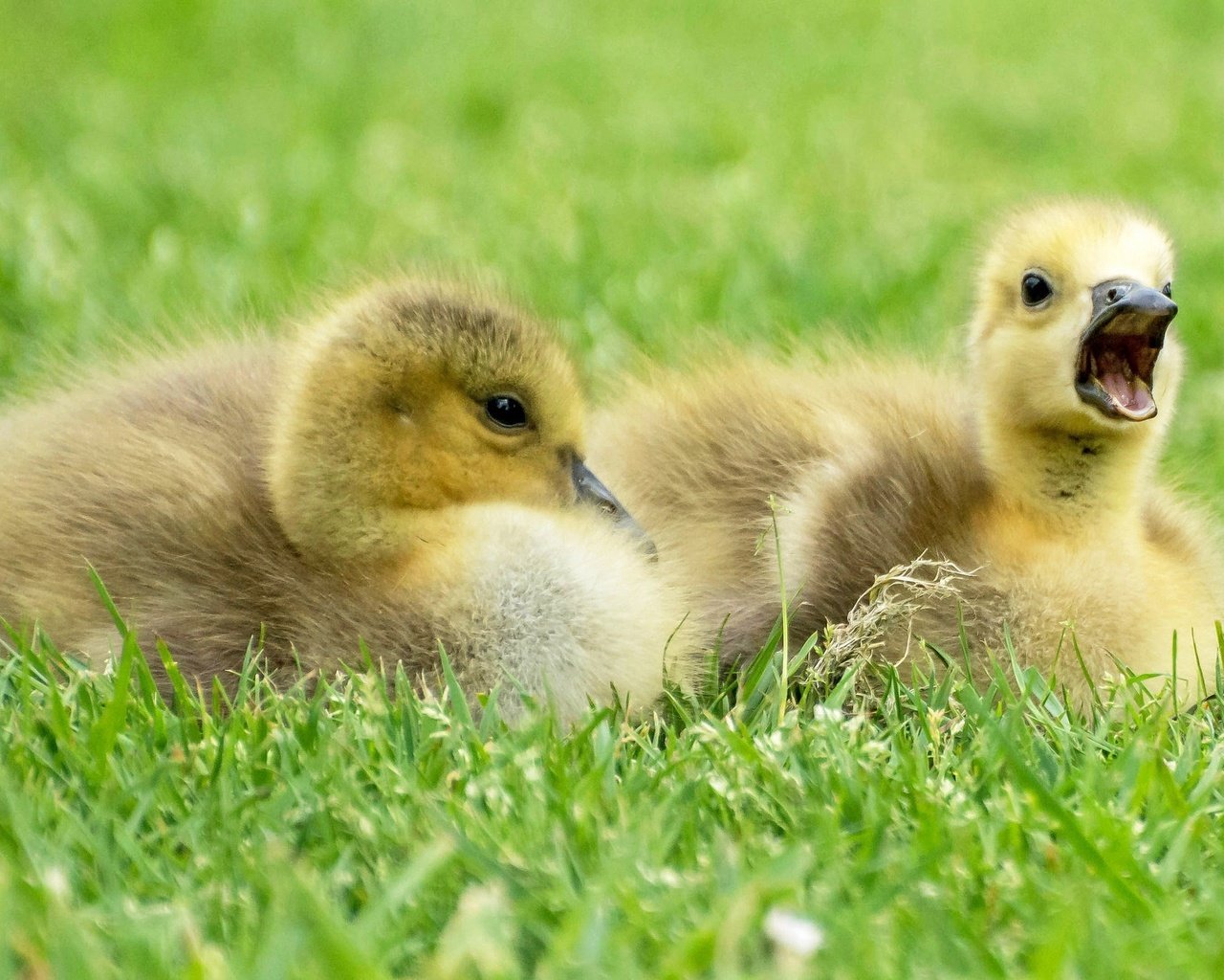 Обои трава, птицы, клюв, перья, птенцы, гуси, гусята, grass, birds, beak, feathers, chicks, geese, the goslings разрешение 2048x1310 Загрузить